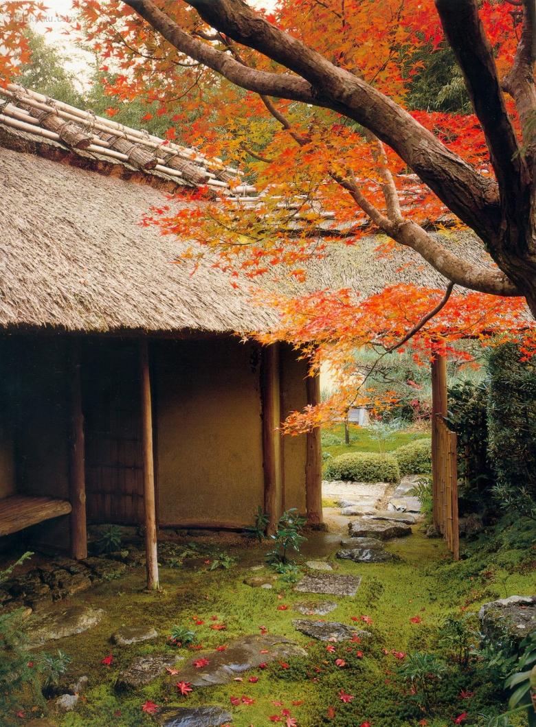 枫叶林