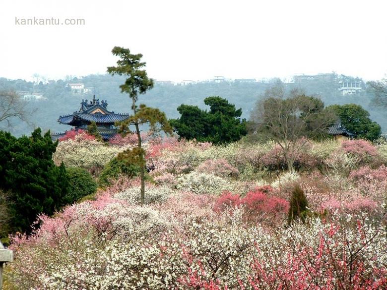 南京风光_暗香浮动