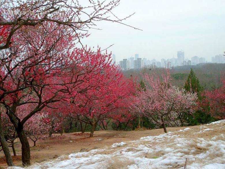 南京风光_梅花山上看南京