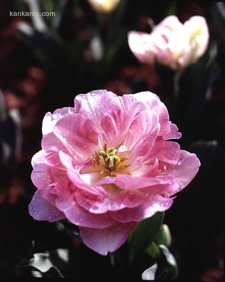 好花近观