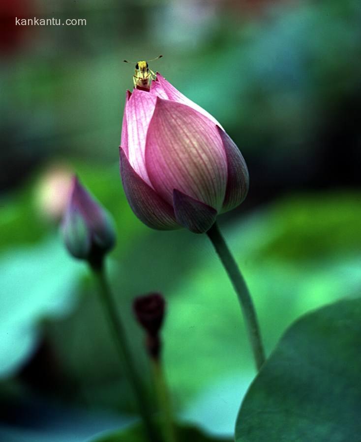 好花近观