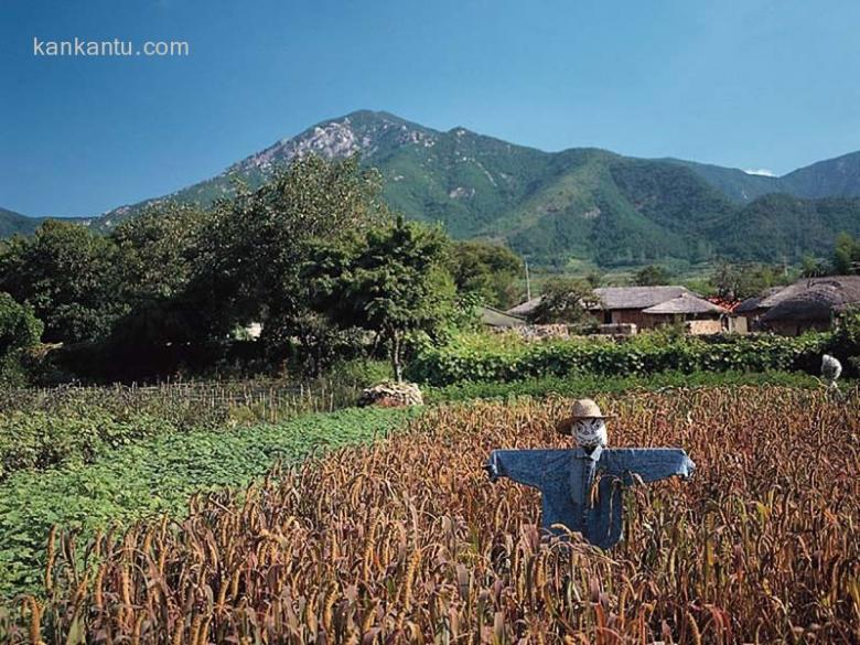 乡村田野