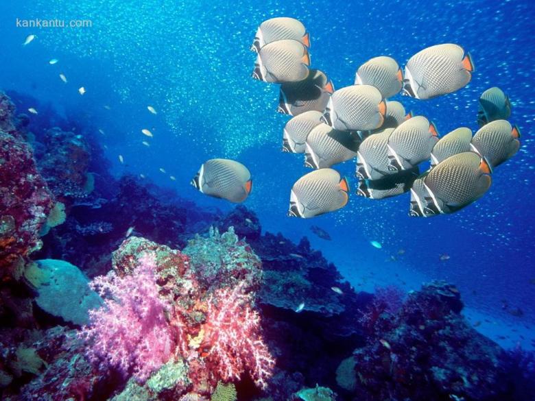 海底鱼群