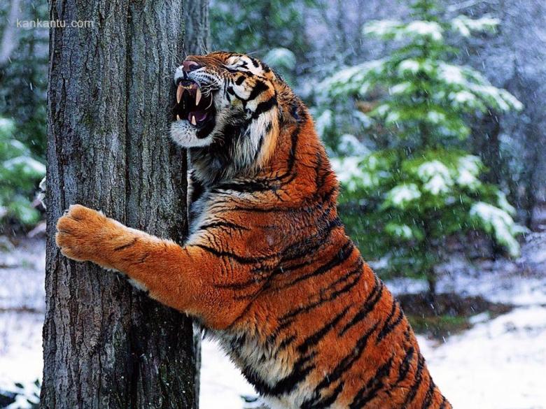猛虎下山