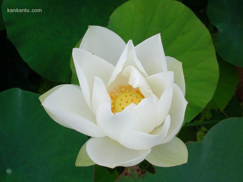 出水芙蓉