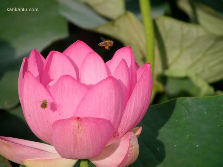 出水芙蓉