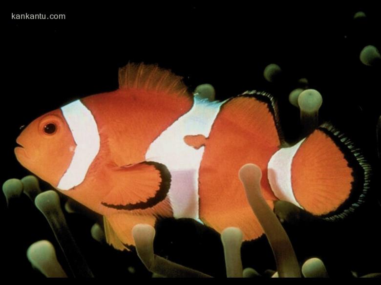 海底鱼