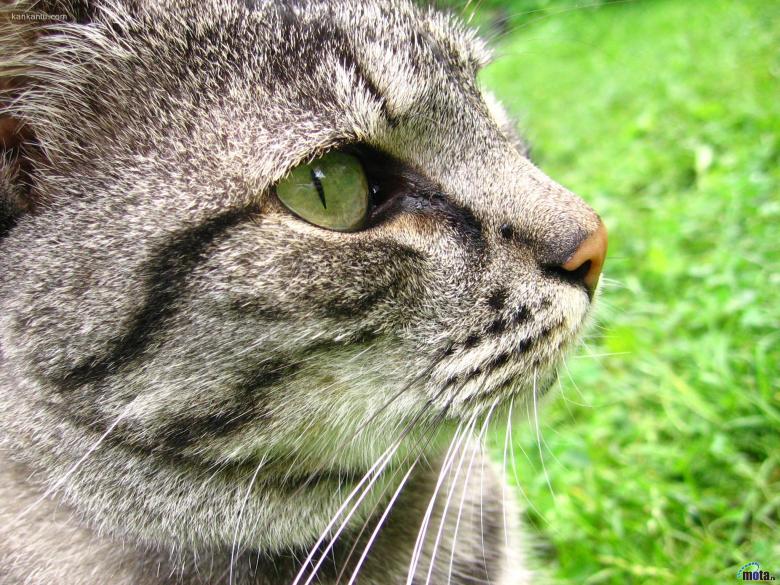 可爱的猫