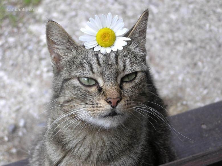 可爱的猫