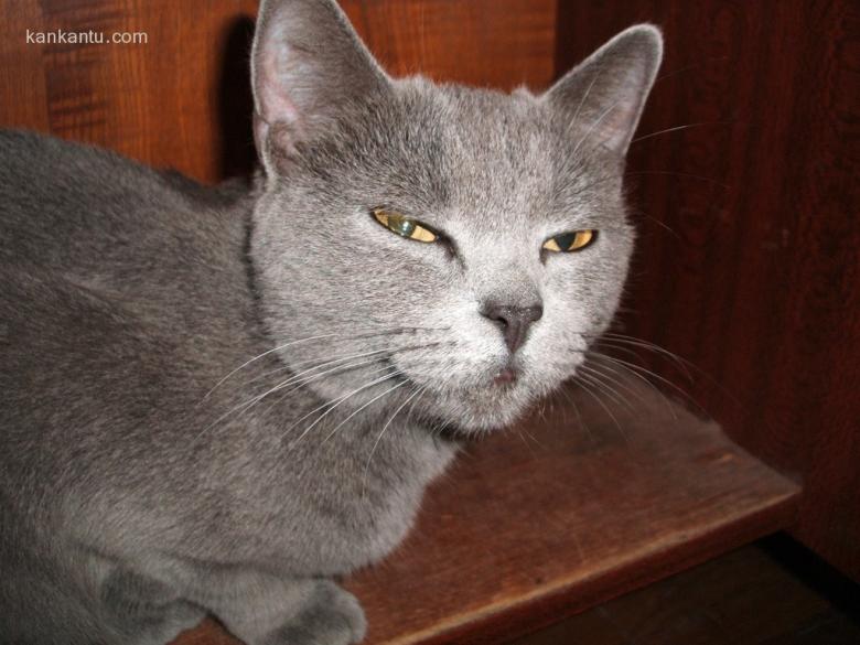 可爱的猫
