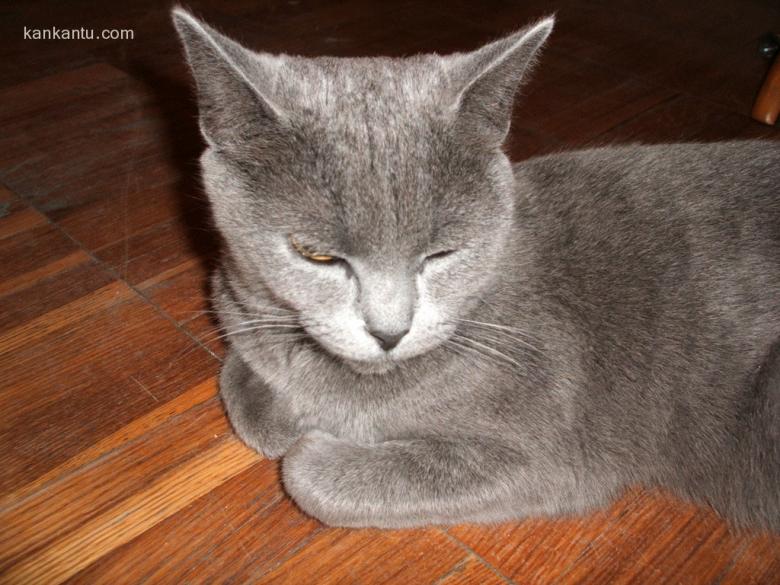 可爱的猫