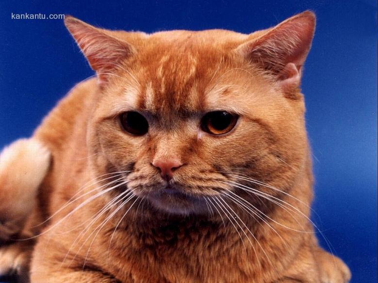 可爱的猫