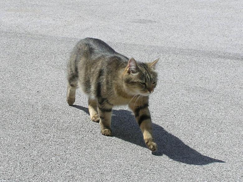 可爱的猫