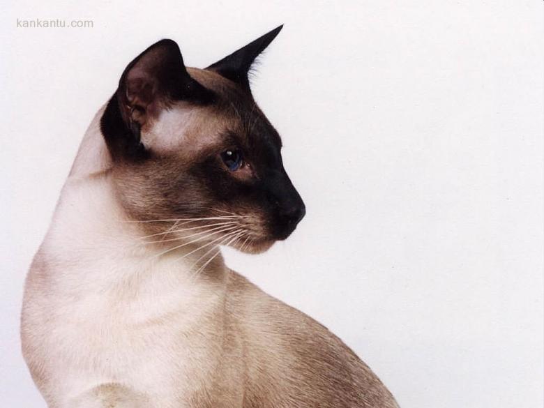 可爱的猫