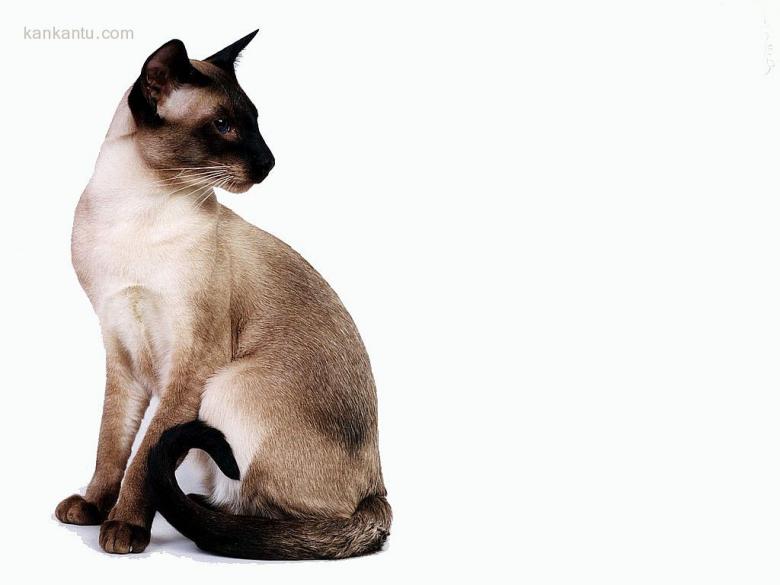 可爱的猫