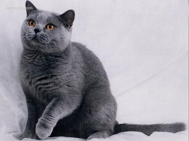 可爱的猫