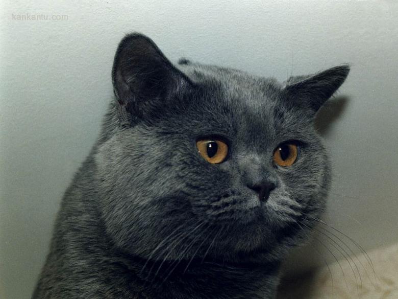 可爱的猫