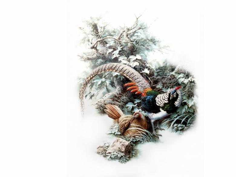 手绘飞鸟