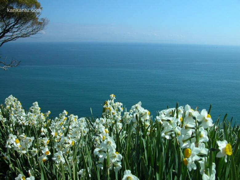 水仙花