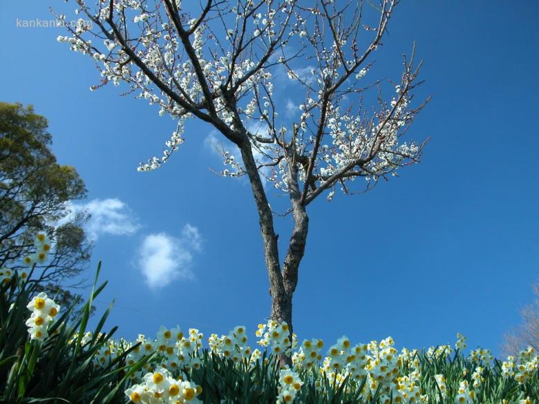 水仙花