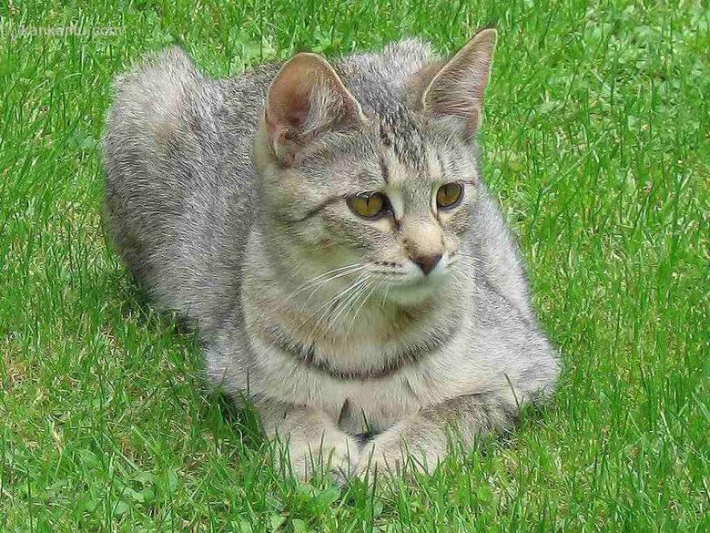 猫壁纸