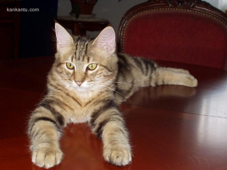 猫壁纸