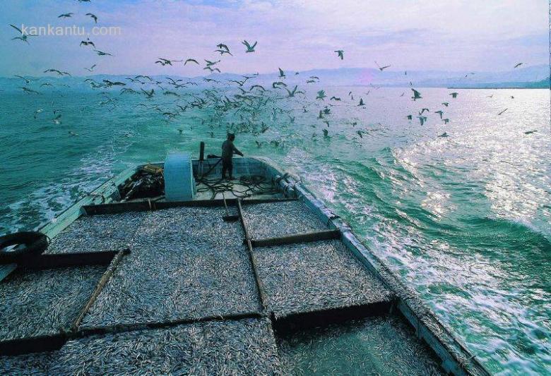 土耳其-Hamsi Fisherman in Ordu