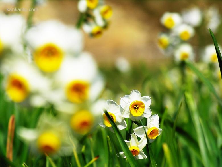 水仙花欣赏