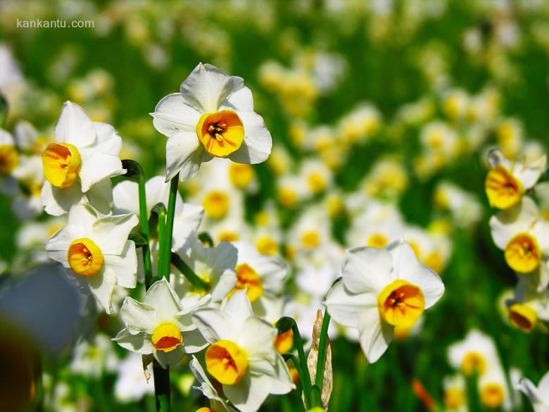 水仙花欣赏