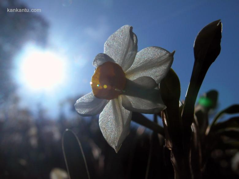 水仙花欣赏