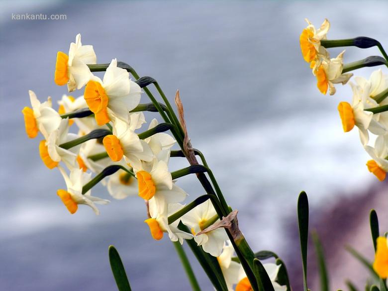 水仙花欣赏
