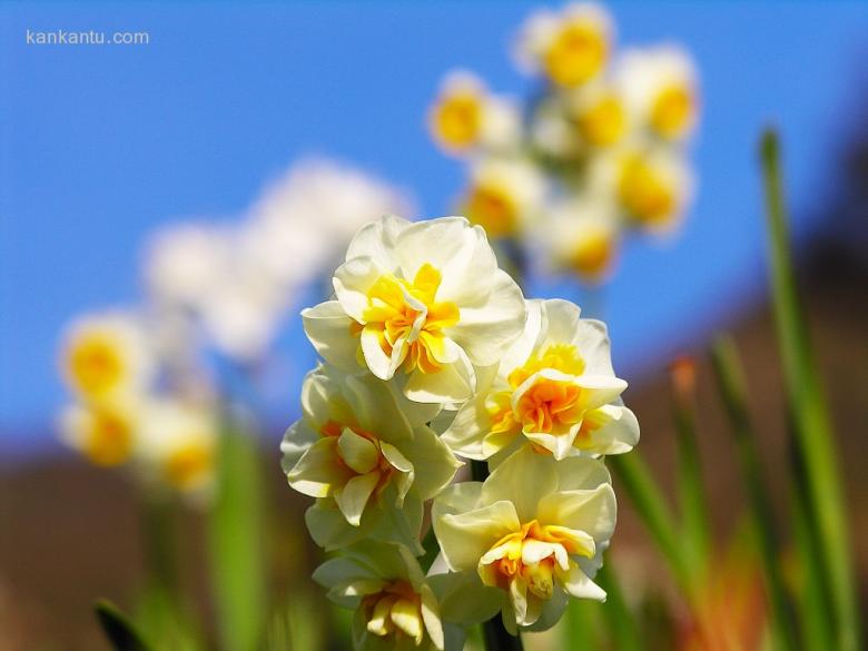 水仙花欣赏