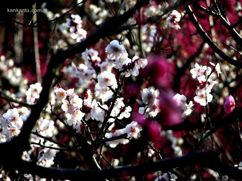 梅花欣赏