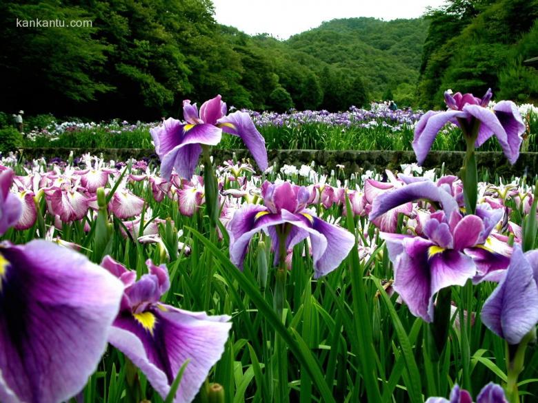 山崎花写真