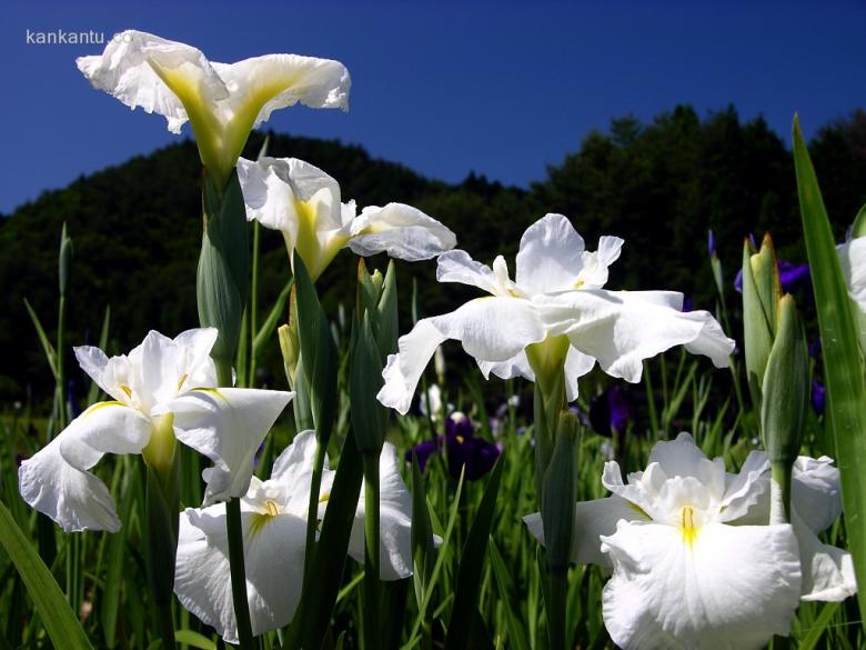 山崎花写真