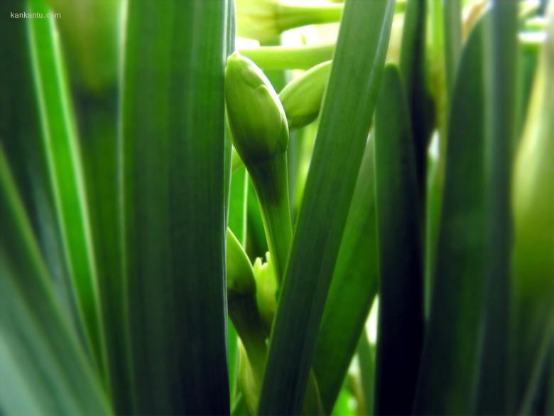 绿草莹莹