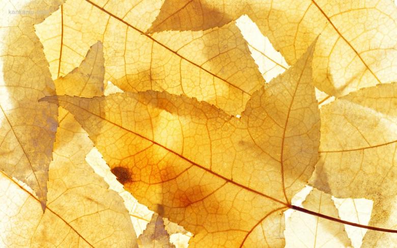 1440×900像素 静物写真