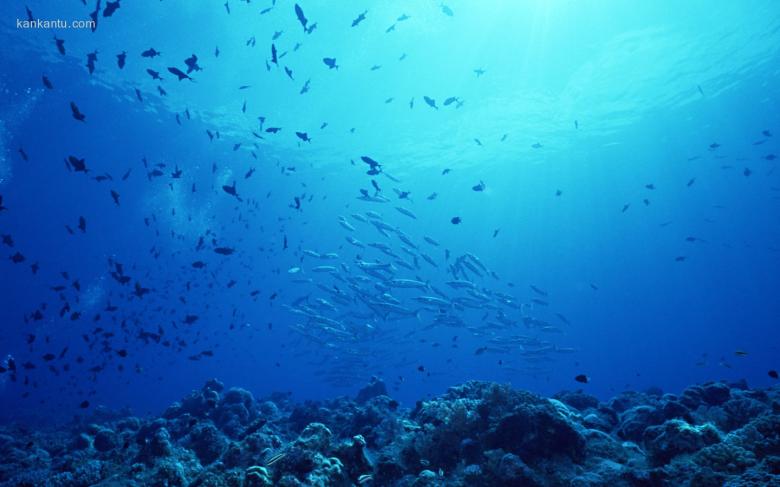 海底鱼群