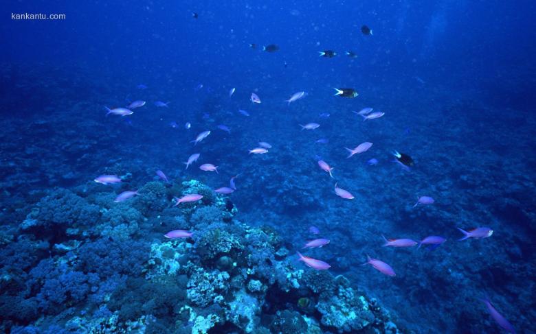 海底鱼群