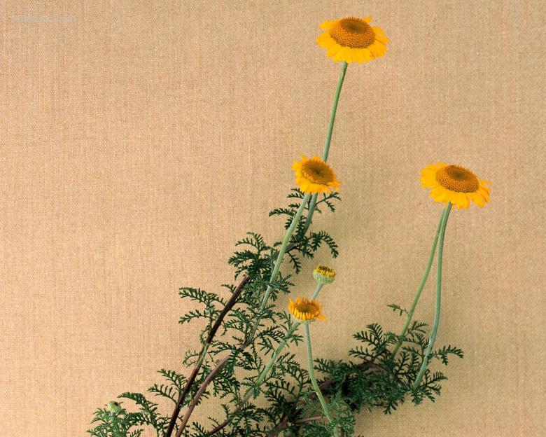 插花艺术
