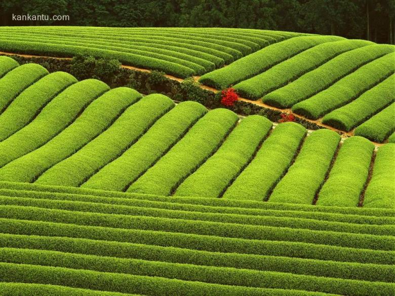 田间美景