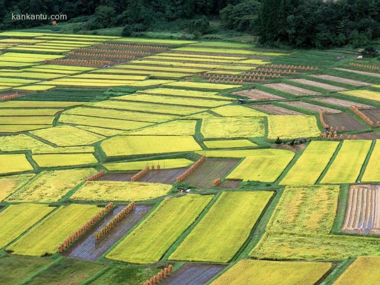 田间美景