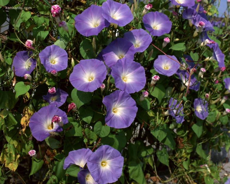 花园一角