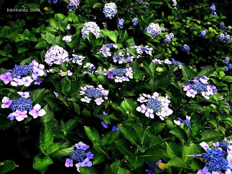 八仙花