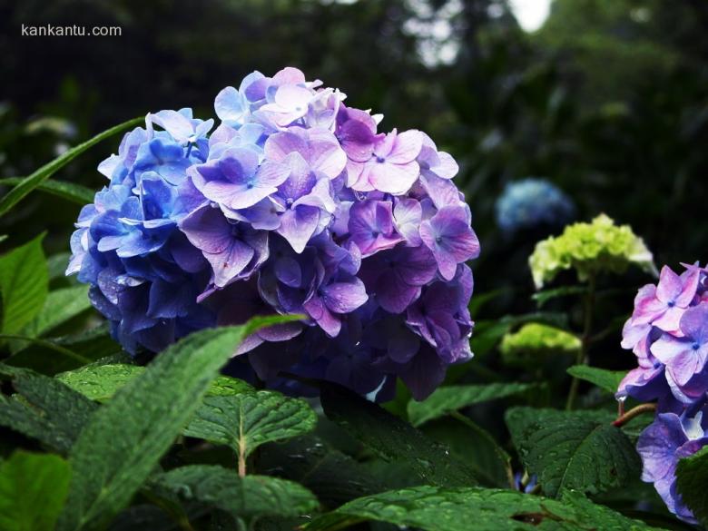八仙花