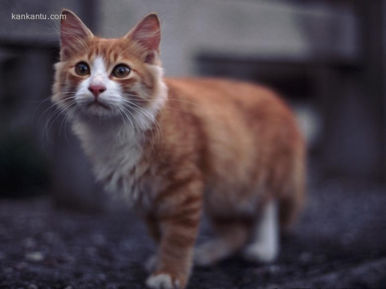 可爱小猫