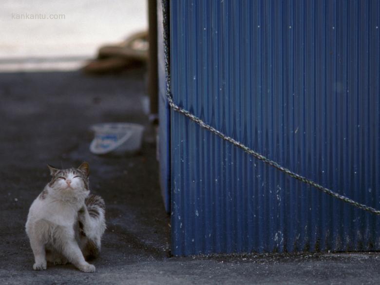 可爱小猫