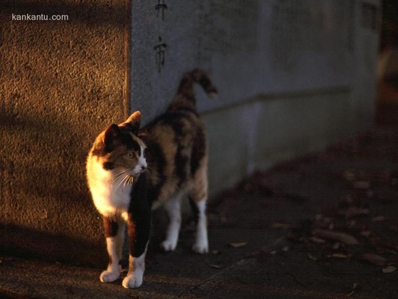 可爱小猫