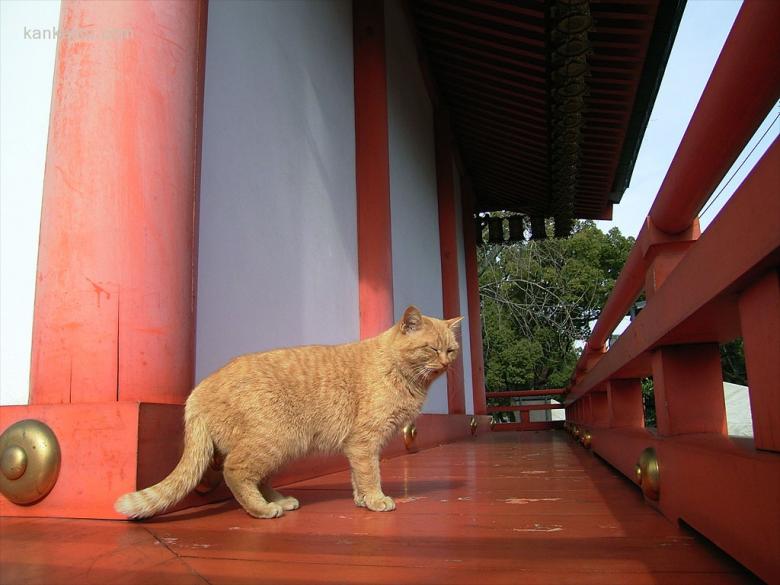 可爱小猫