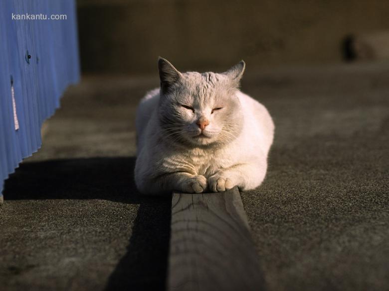 可爱小猫